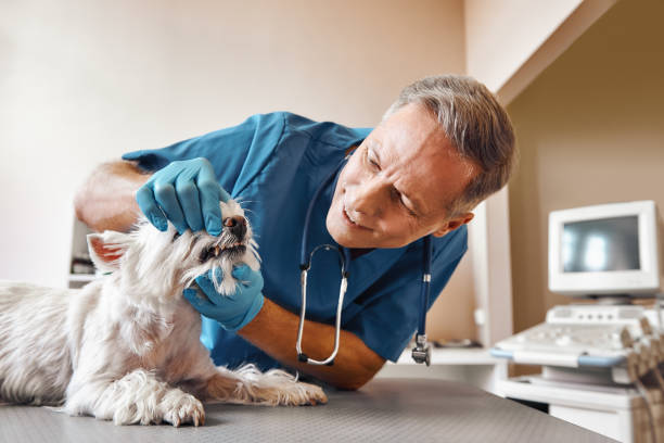 Best Dental Abscess Treatment in Knob Noster, MO